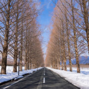 metasequoia03